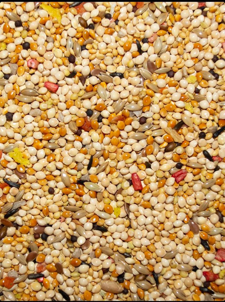 Volkman Avian Science Super Finch
