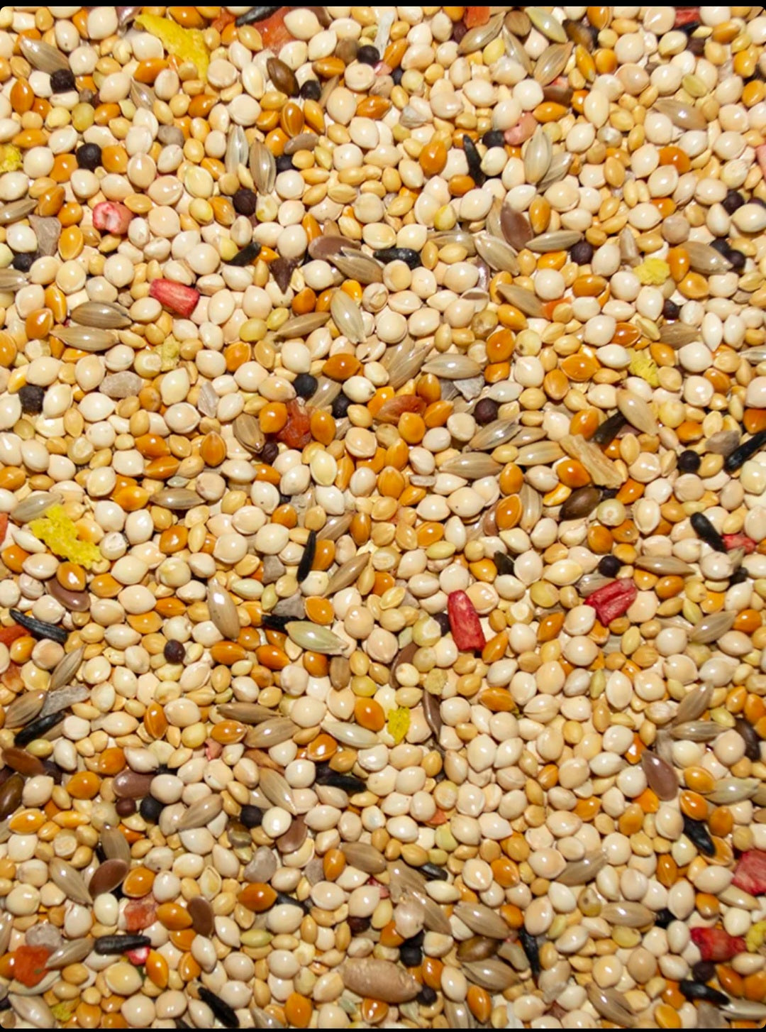 Volkman Avian Science Super Finch
