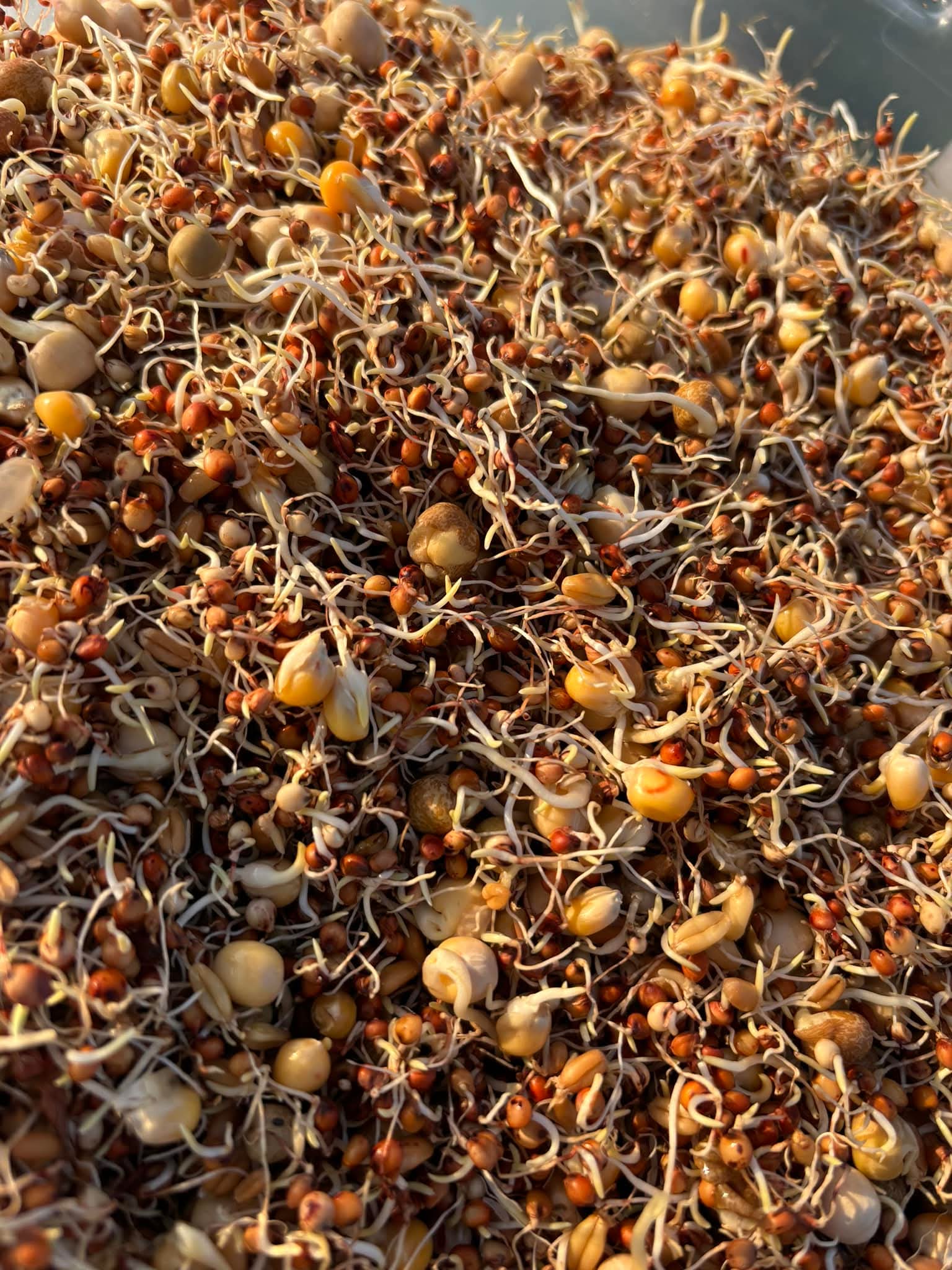 4 the Birds Premium Sprout Mix