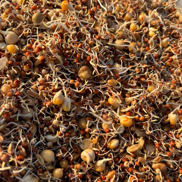 4 the Birds Premium Sprout Mix