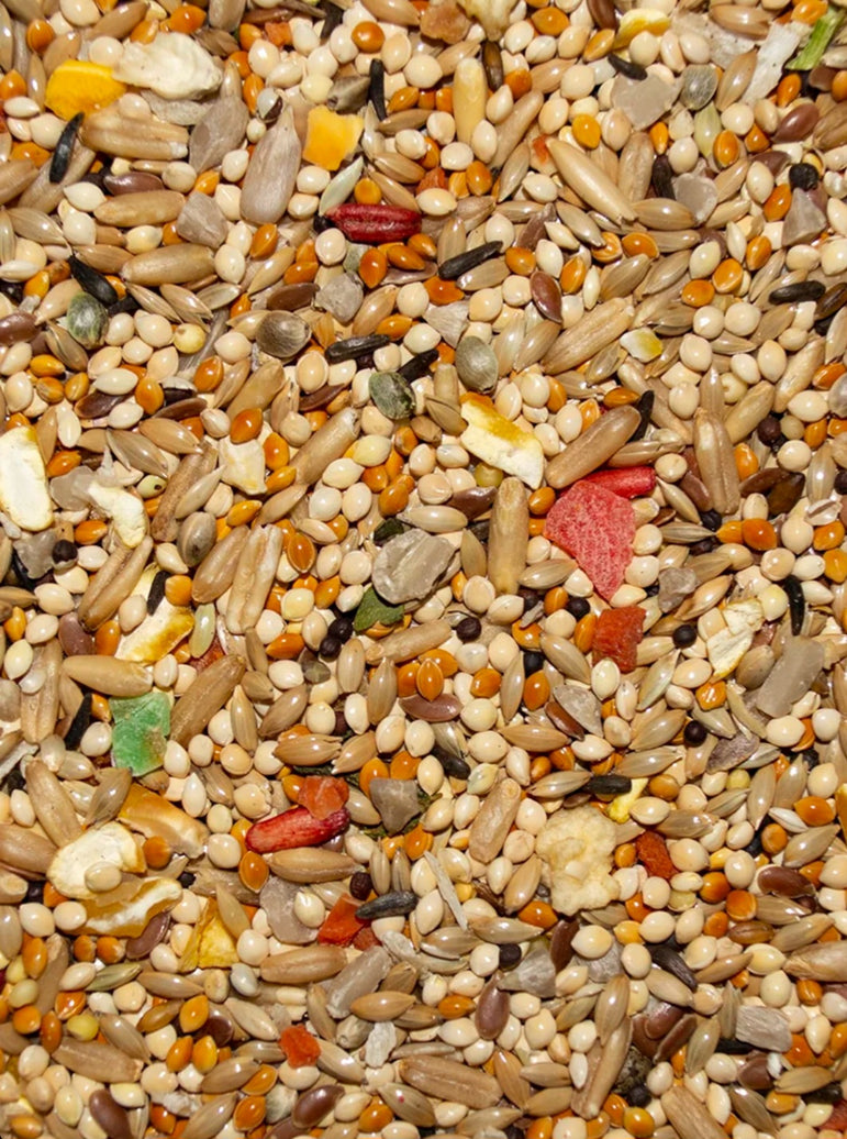 Volkman Avian Science Super Parakeet