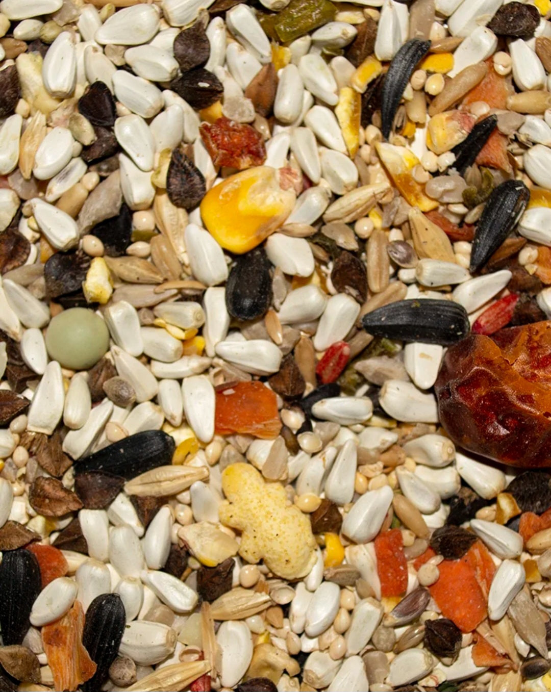 Volkman Avian Science Super Parrolet