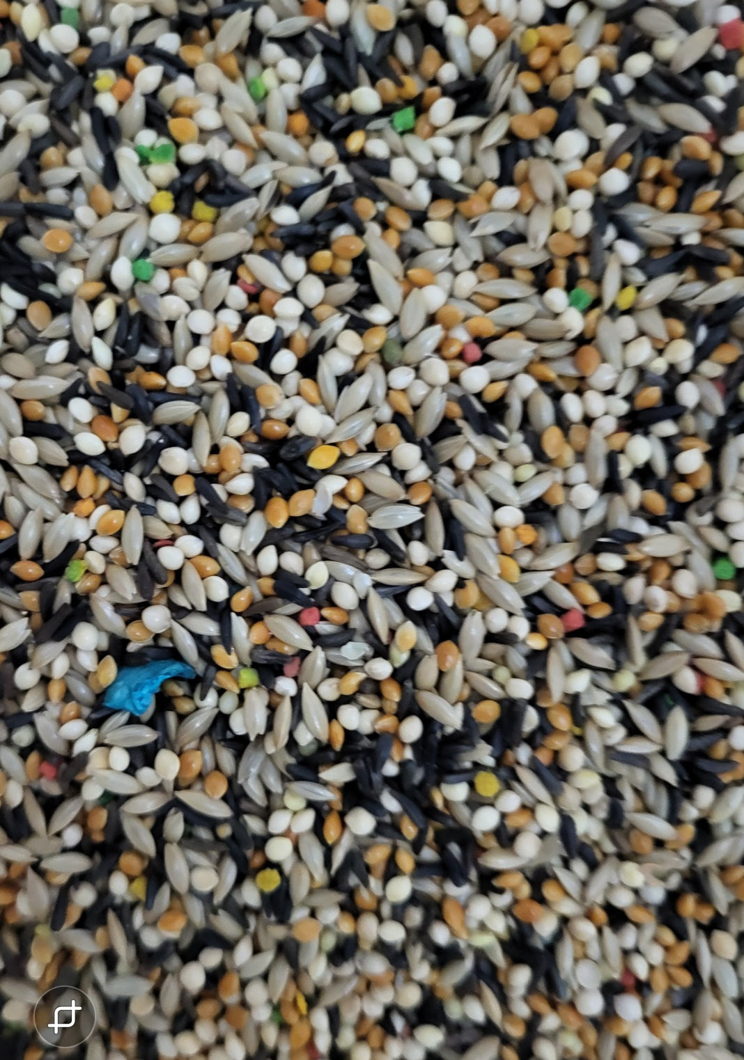 4 the Birds Premium Finch