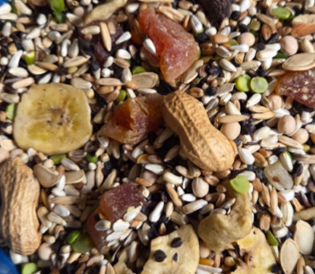 4 the Birds Premium Large Hookbill